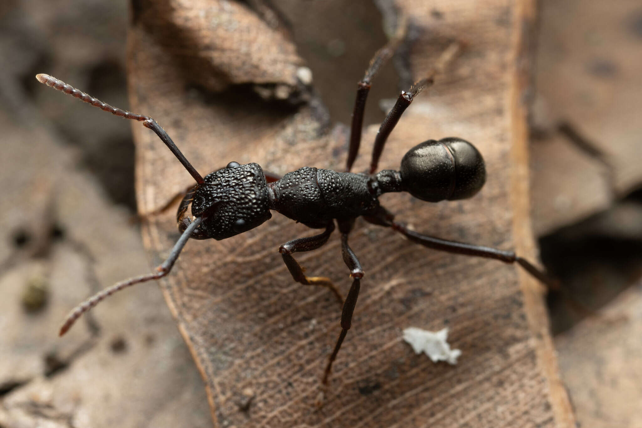 Image of Rhytidoponera nodifera (Emery 1895)