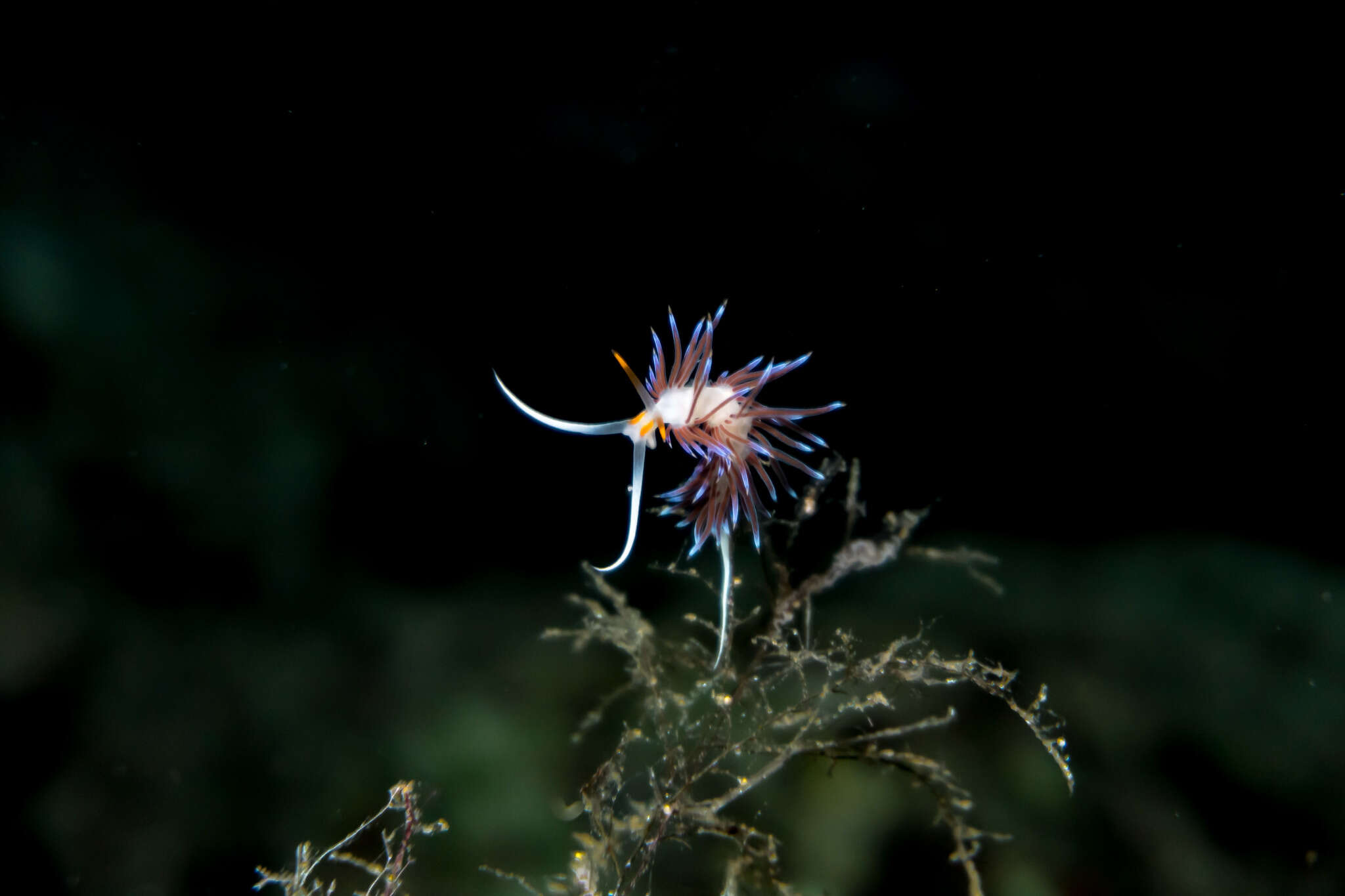 Image of Cratena Slug