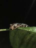 Image of Mushroomtongue salamander