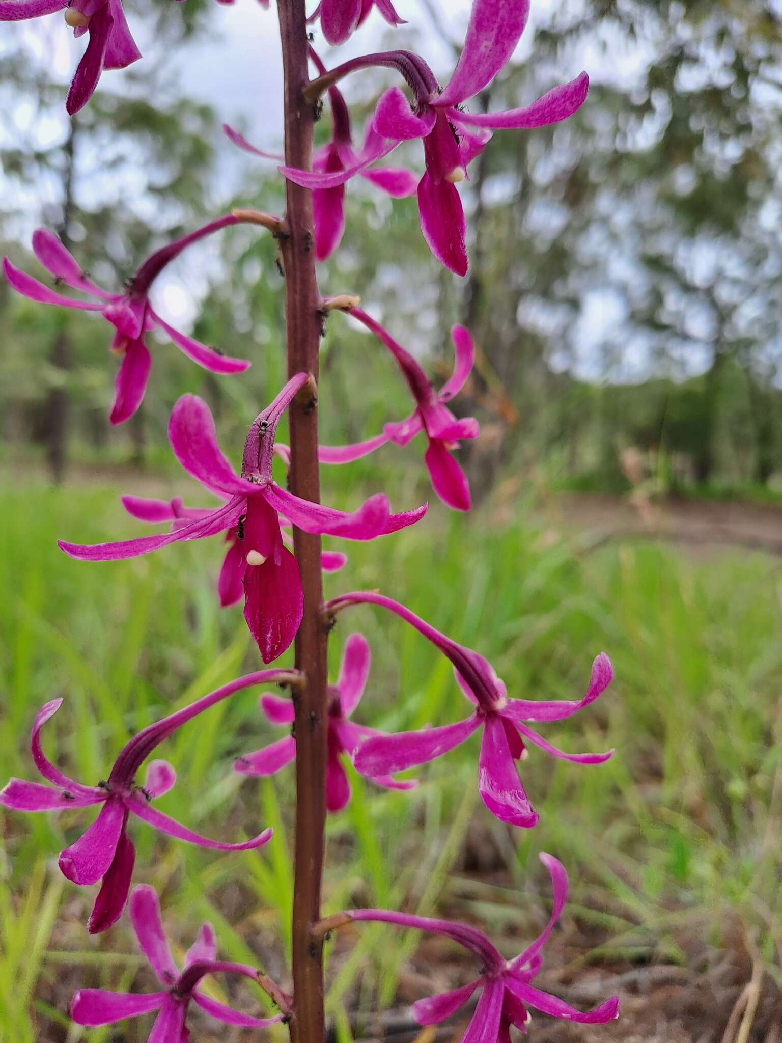 Imagem de Dipodium elegantulum D. L. Jones