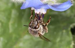 Image of Anthophora crassipes Lepeletier 1841