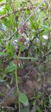 Image of Stachys agraria Schltdl. & Cham.