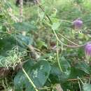 Image of Clematis carrizoensis D. Estes