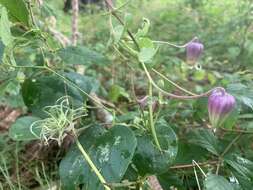 Imagem de Clematis carrizoensis D. Estes