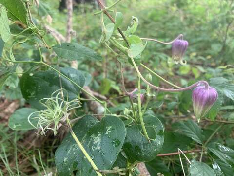 Image of Clematis carrizoensis D. Estes