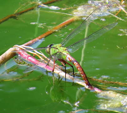 Image of Comet Darner