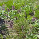 Image de Calamagrostis sesquiflora (Trin.) Tzvelev