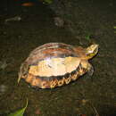 Image of Flowerback Box Turtle