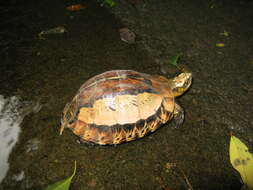 Image of Flowerback Box Turtle