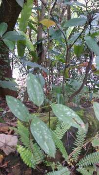 Image de Smilax aspericaulis Wall. ex A. DC.