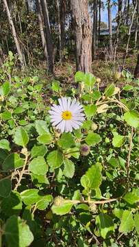 Image of Olearia tomentosa (Wendl.) DC.