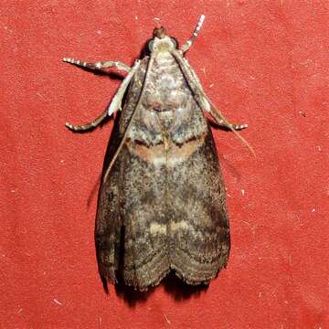 Image of pecan leaf casebearer