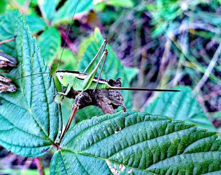 Слика од Conocephalus (Anisoptera) strictus (Scudder & S. H. 1875)