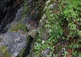 Plancia ëd Saxifraga fortunei var. alpina (Matsumura & Nakai) Nakai