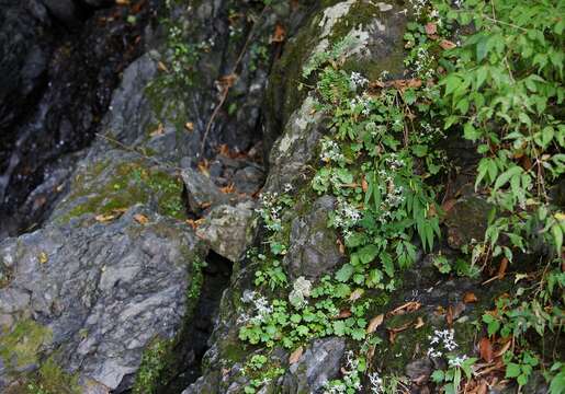 Plancia ëd Saxifraga fortunei var. alpina (Matsumura & Nakai) Nakai