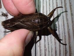 Image of Giant Water Bug