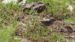 Sivun Cisticola fulvicapilla fulvicapilla (Vieillot 1817) kuva