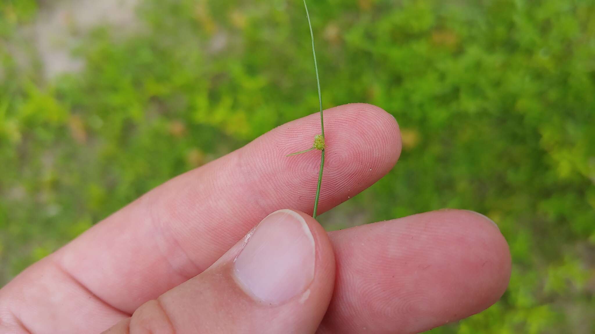 Image of Small-Flower Halfchaff Sedge