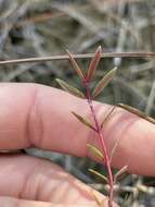 Imagem de Euphorbia gariepina subsp. balsamea (Welw. ex Hiern) L. C. Leach