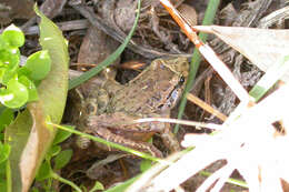 Image of Painted Frog