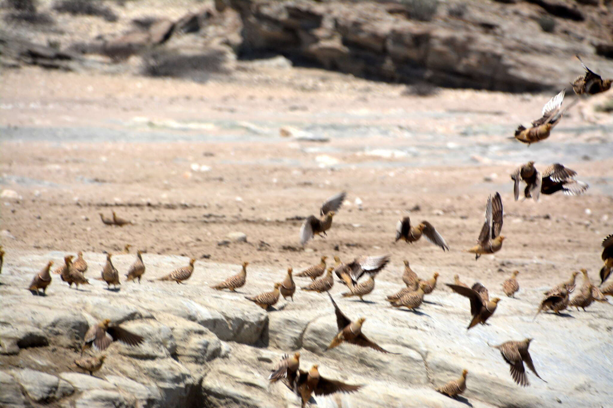 Image de Ganga Namaqua