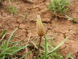 Image of Tulipa sylvestris subsp. primulina (Baker) Maire & Weiller