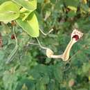 Aristolochia tentaculata O. Schmidt的圖片