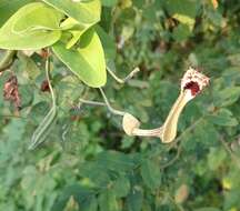 Sivun Aristolochia tentaculata O. Schmidt kuva