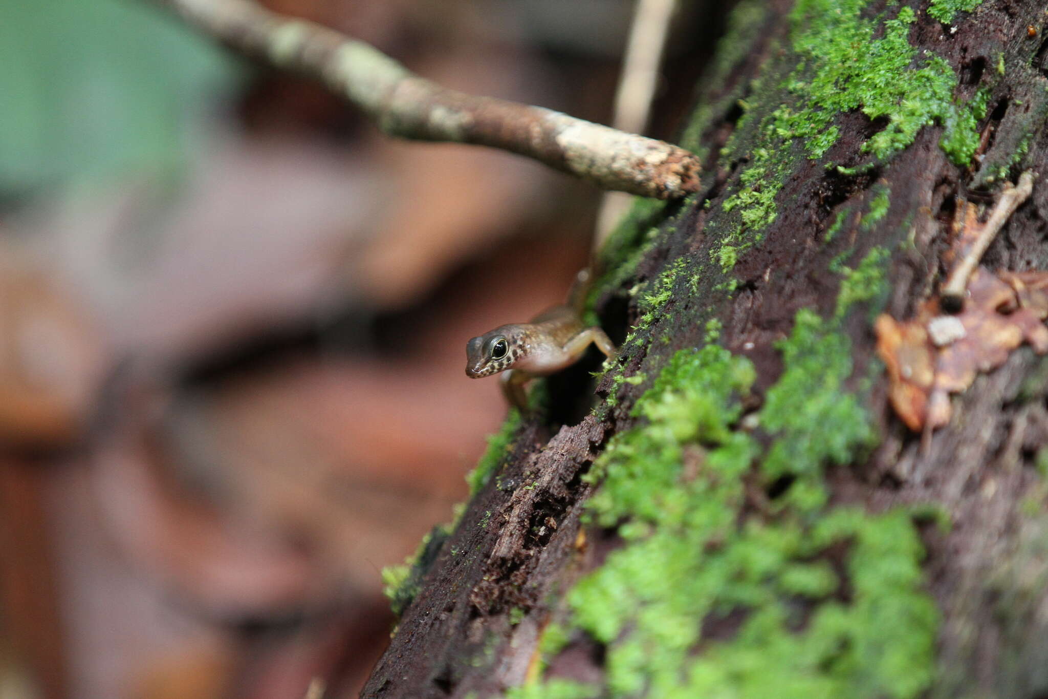 Imagem de Sphenomorphus sabanus Inger 1958