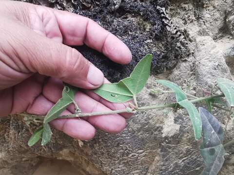 Image of Passiflora exoperculata Mast.