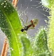 Слика од Tupiocoris californicus (Stal 1859)