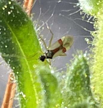 Image of Tupiocoris californicus (Stal 1859)