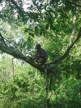 Слика од Trachypithecus selangorensis Roos, Nadler & Walter 2008