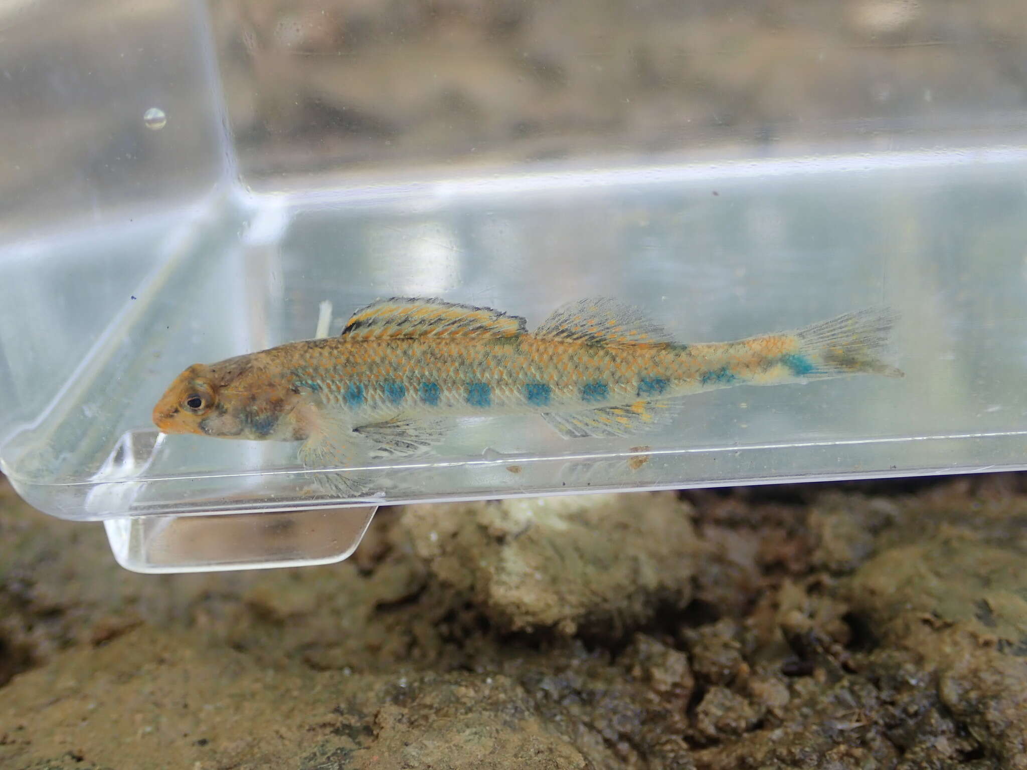 Image of Bluegrass darter