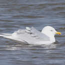 Image of Iceland gull