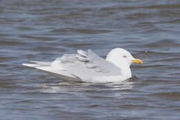 Image of Iceland gull