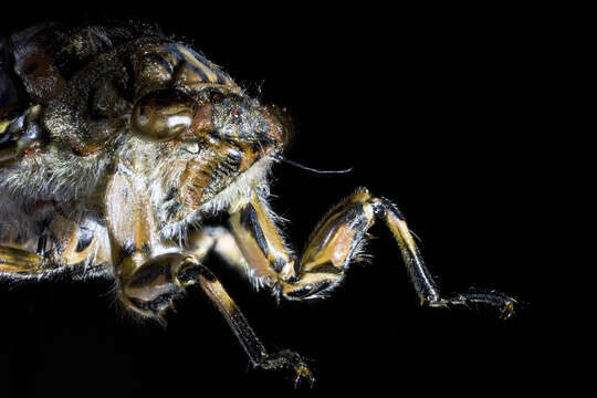 Image of clapping cicada