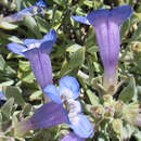 Image de Penstemon pumilus Nutt.