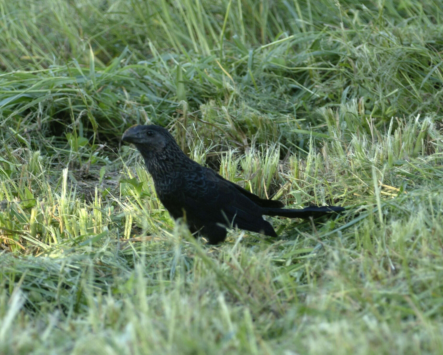 Plancia ëd Crotophaga Linnaeus 1758