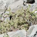 Image of Opuntia taylorii Britton & Rose