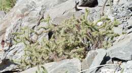 Image of Opuntia taylorii Britton & Rose