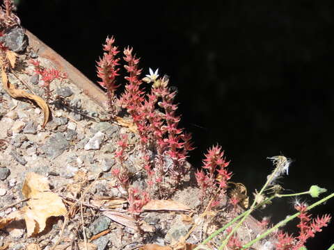 Image of Sedum rubens L.