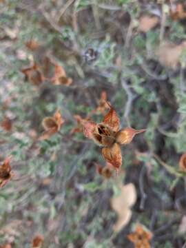 Imagem de Cistus creticus subsp. creticus