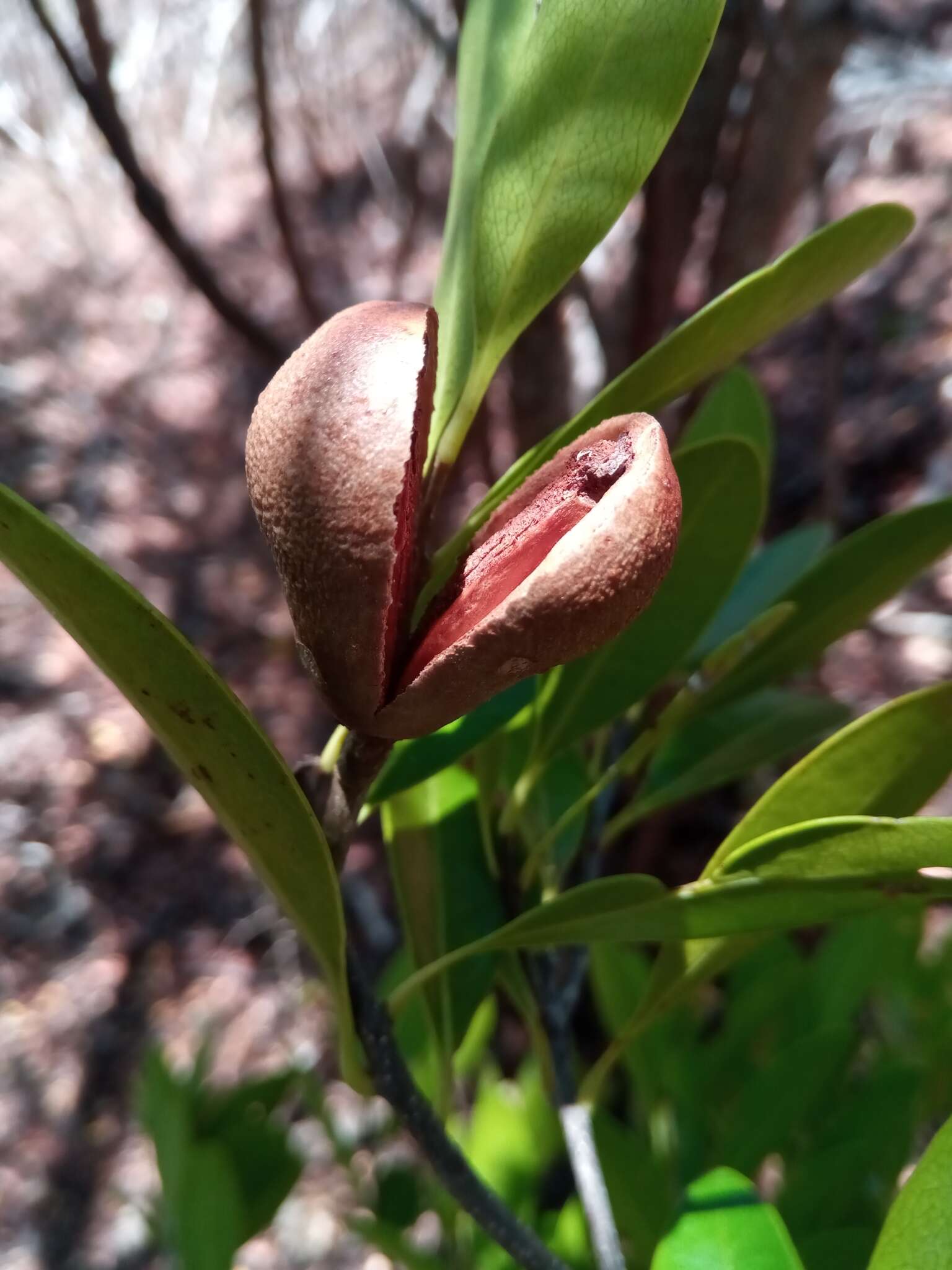 Image of Comoranthus madagascariensis H. Perrier