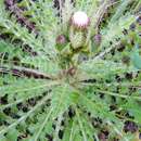 Imagem de Cirsium esculentum (Siev.) C. A. Mey.