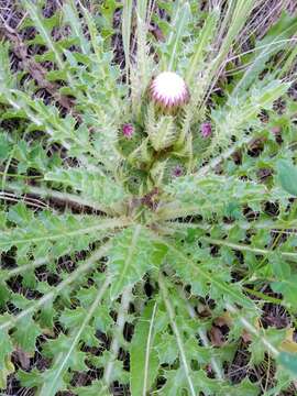 Image of Cirsium esculentum (Siev.) C. A. Mey.