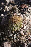 Plancia ëd Echinopsis ferox (Britton & Rose) Backeb.