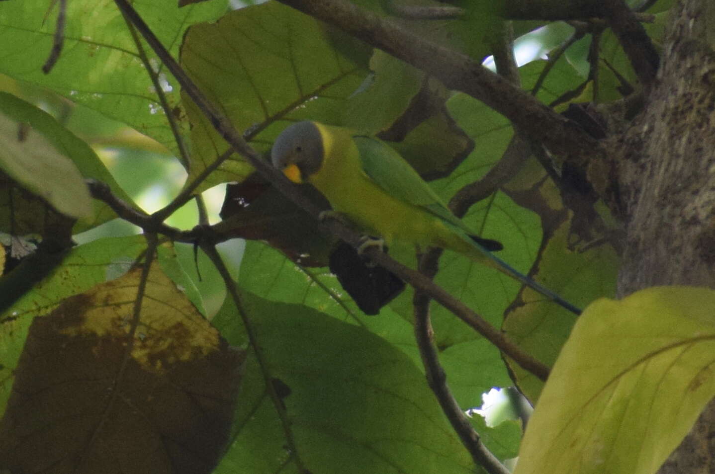 Image of Plum-headed Parakeet