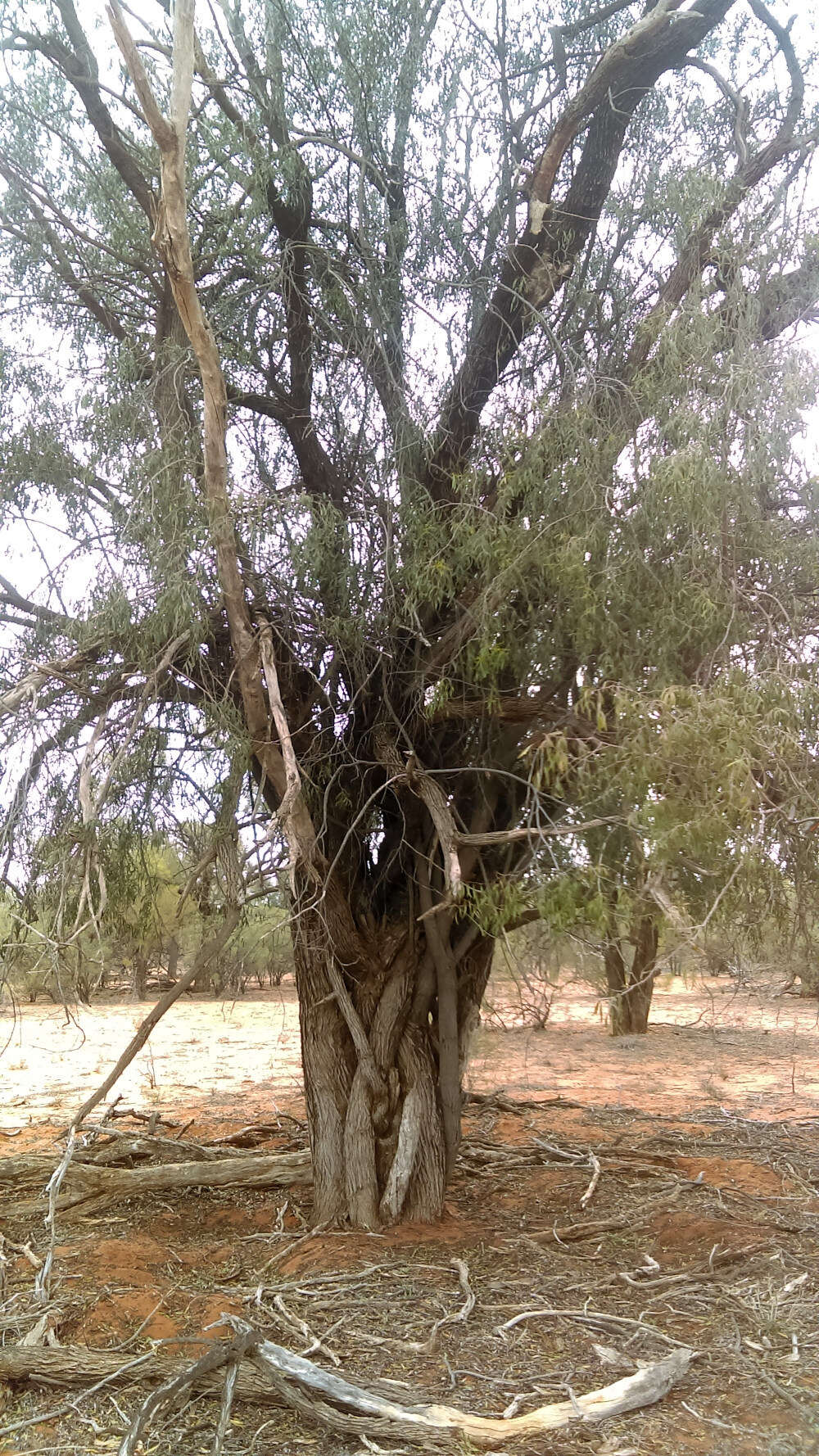 Plancia ëd Ventilago viminalis Hook.