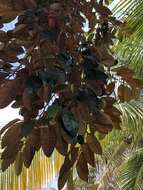 Image of star apple